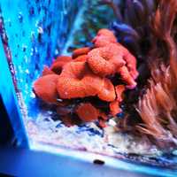 Akwarium morskie grzybki