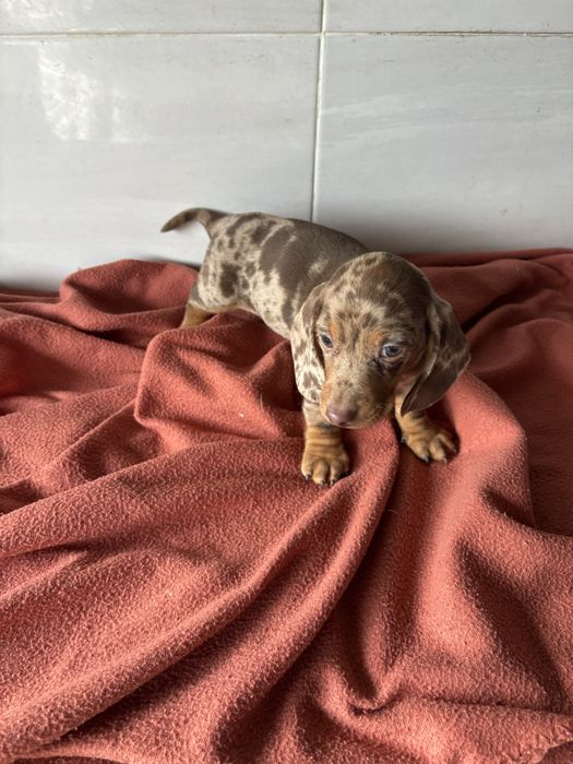 Teckel macho miniatura