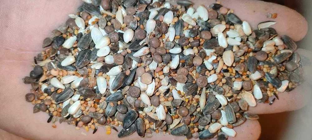 Mieszanka poplonowa, rzodkiew, gorczyca, gryka poplon wysyłka