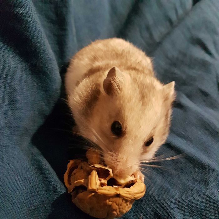 Продам красивого  ангорка,сатин  и др