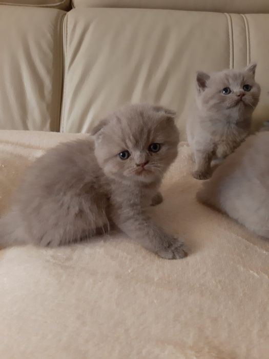 Британські кошенята