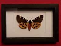 Motyl w ramce 15x10 cm . Pericallia matronula 75 mm .