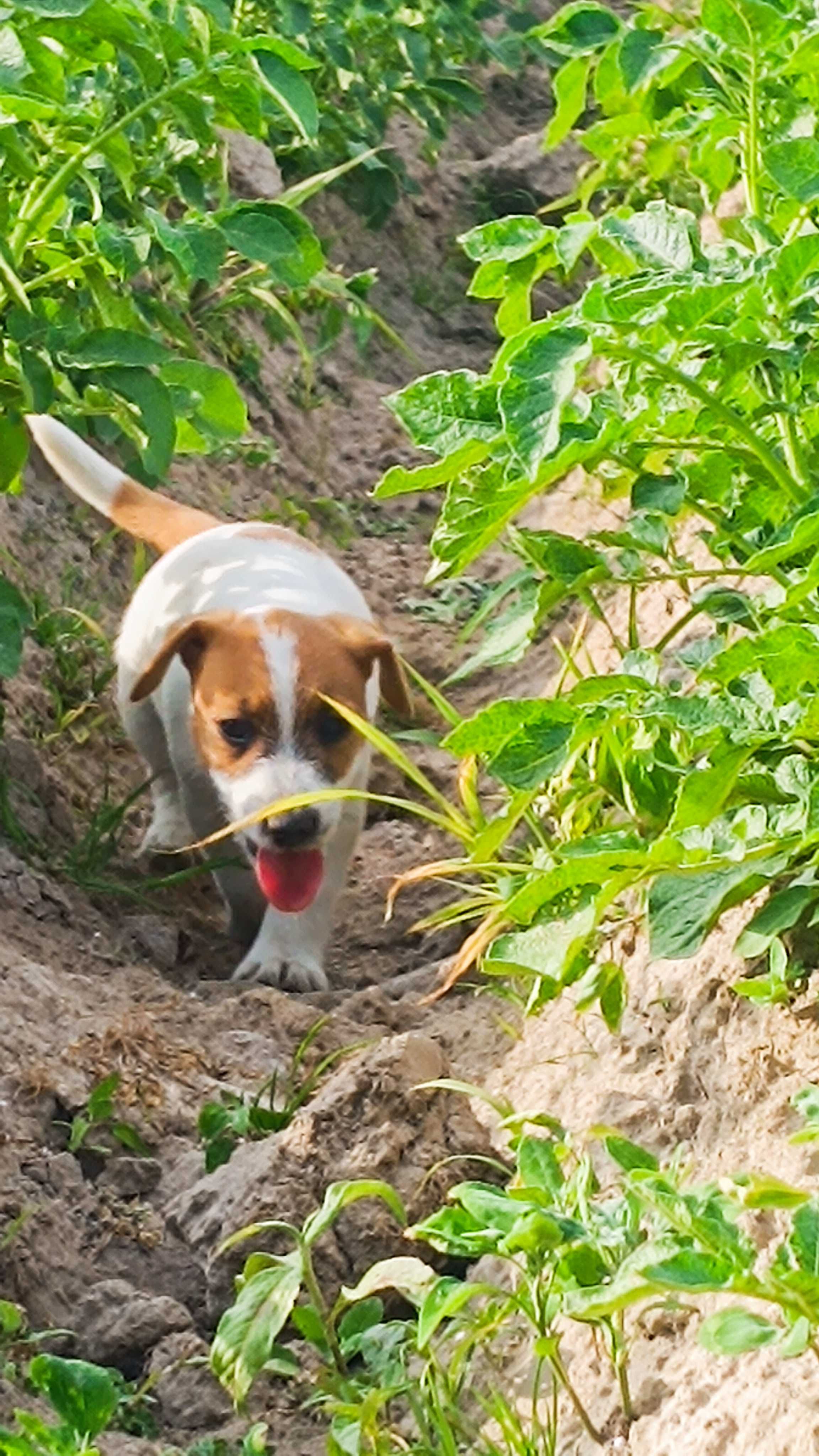 Jack Russell terrier
