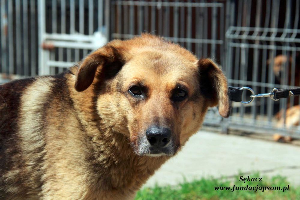 Sękacz - spokojny owczarek