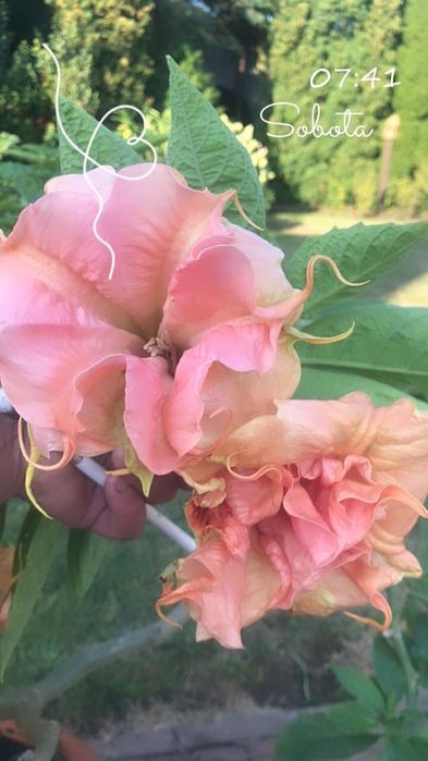 Datura zuni yelow i inne