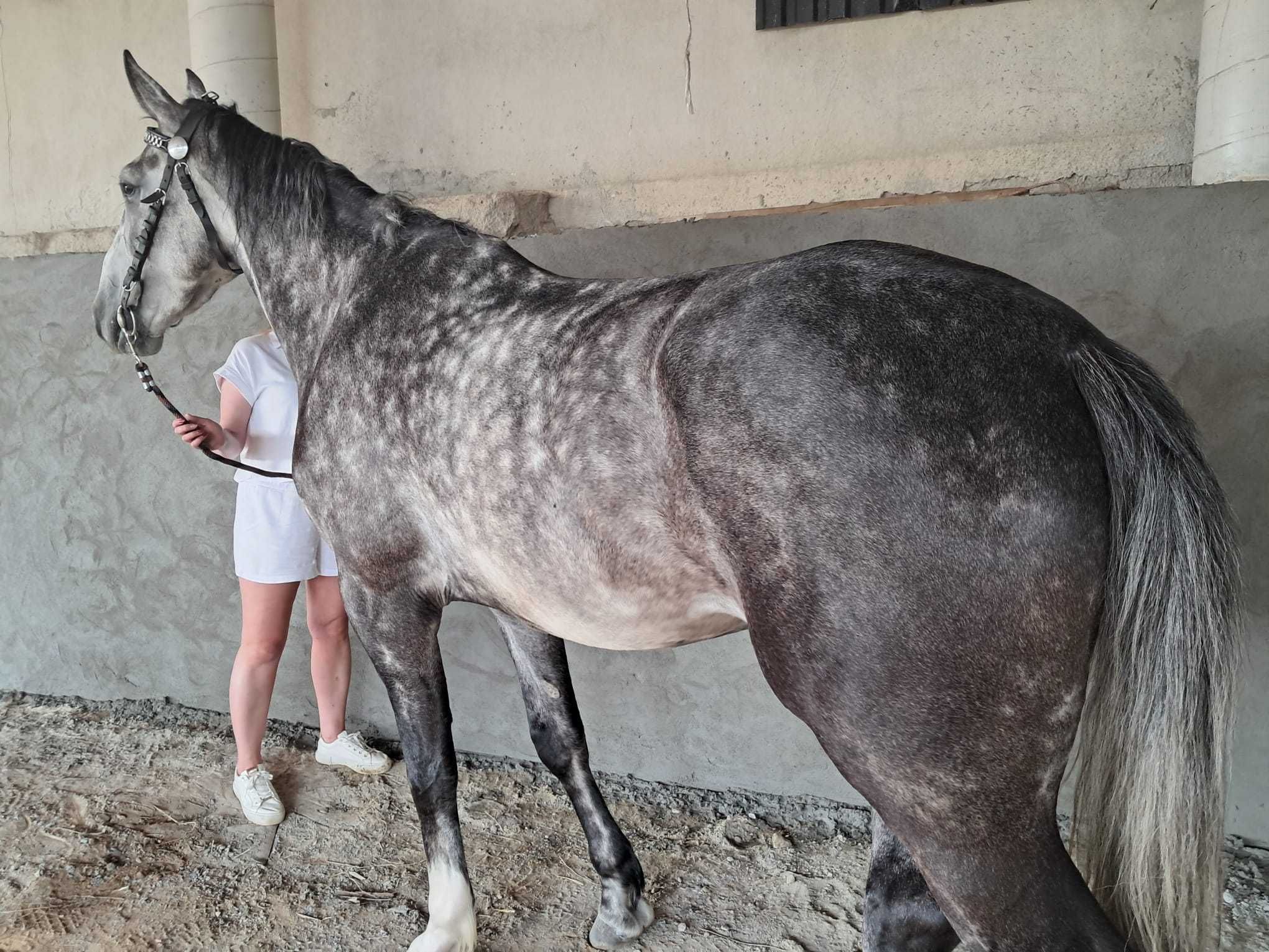 Wałach Polski koń sportowy 4.5 roku. Zaprzęg, siodło. 175cm