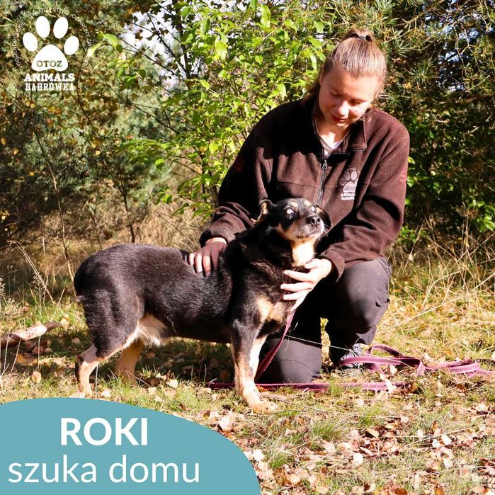 Roki szuka domu!