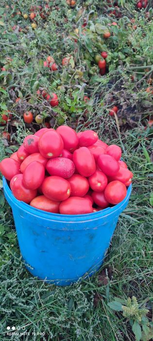 Kapusta szatkowana z własnego gospodarstwa