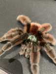 Dorosly samiec Caribena Versicolor
