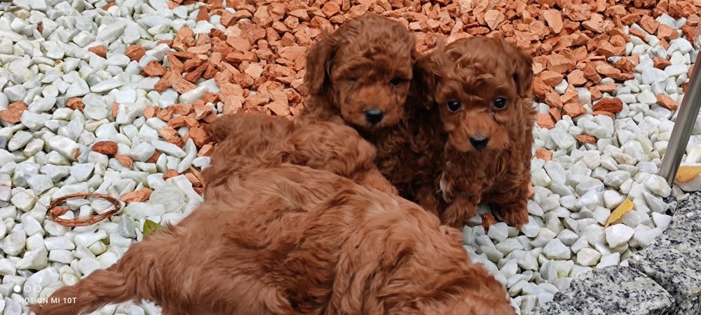 Piesek pudel toy Red Brown z metryką