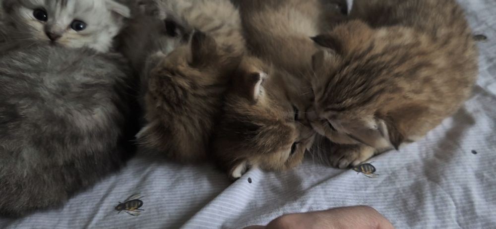 Шотландские котята, прямоухие и вислоухие мальчик и 3 девочки