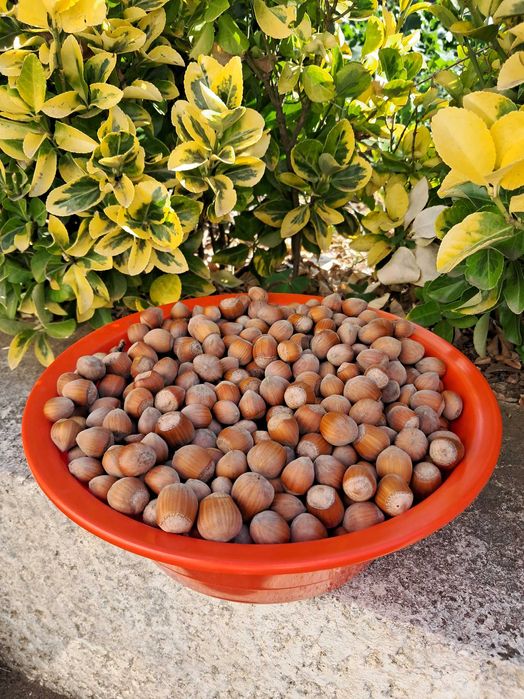 Venda de avelã e amendoa com casca