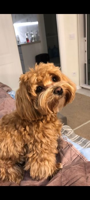 Девочки и мальчики мальтипу