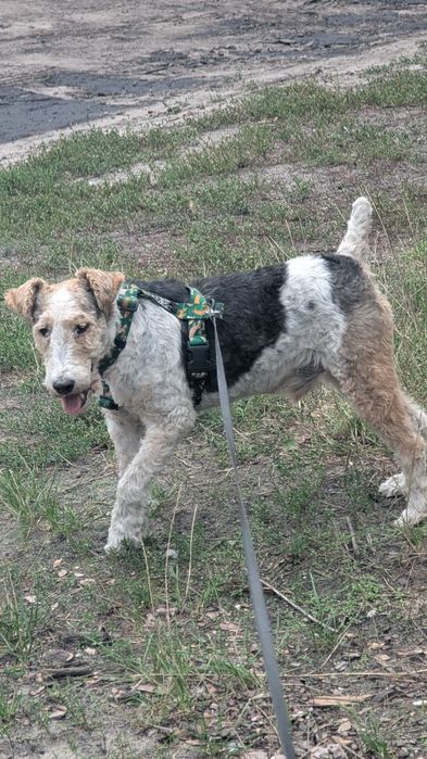 Aster szuka domu !!!