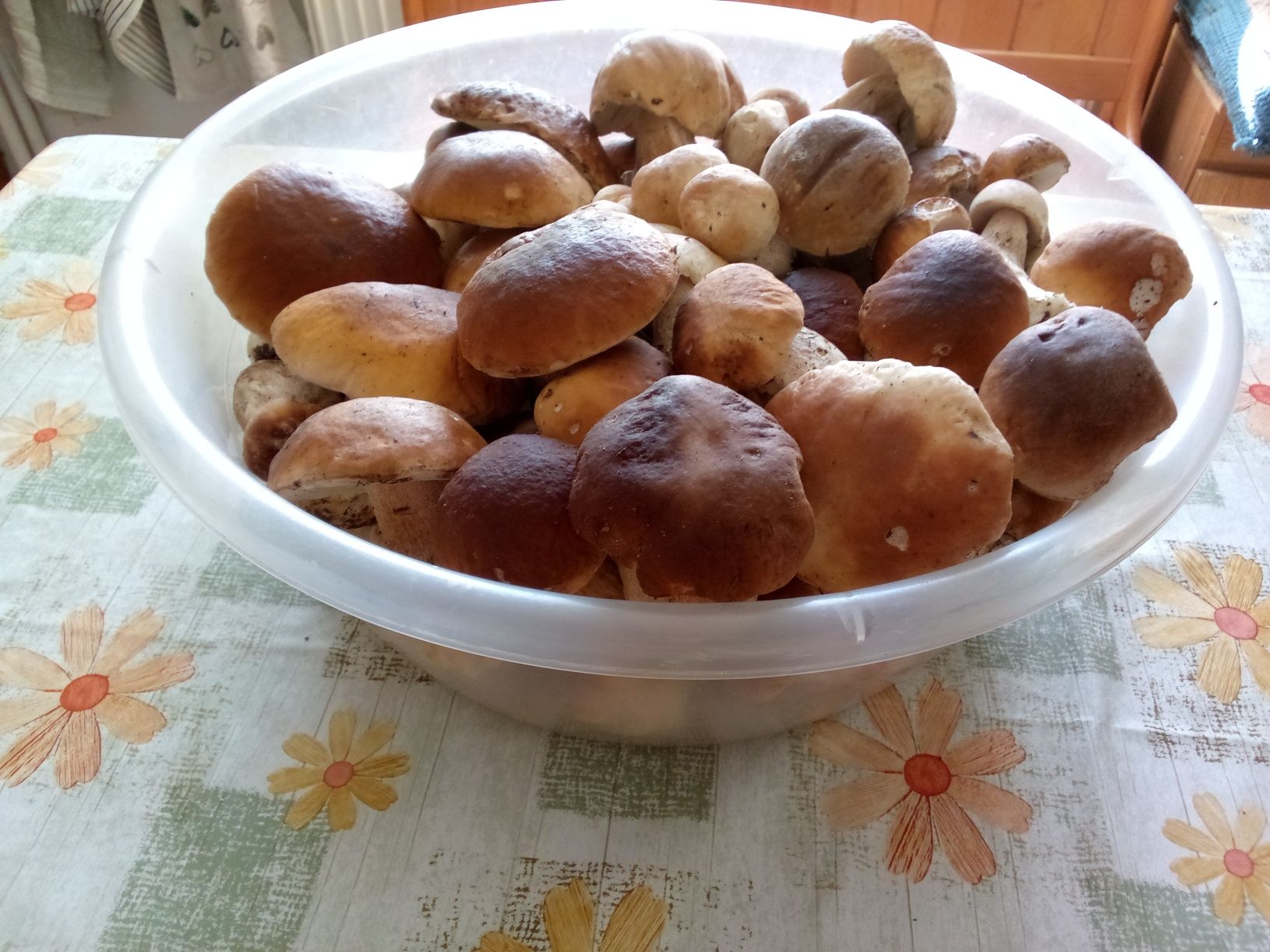 Sprzedam grzyby prawdziwki i inne rodzaje.