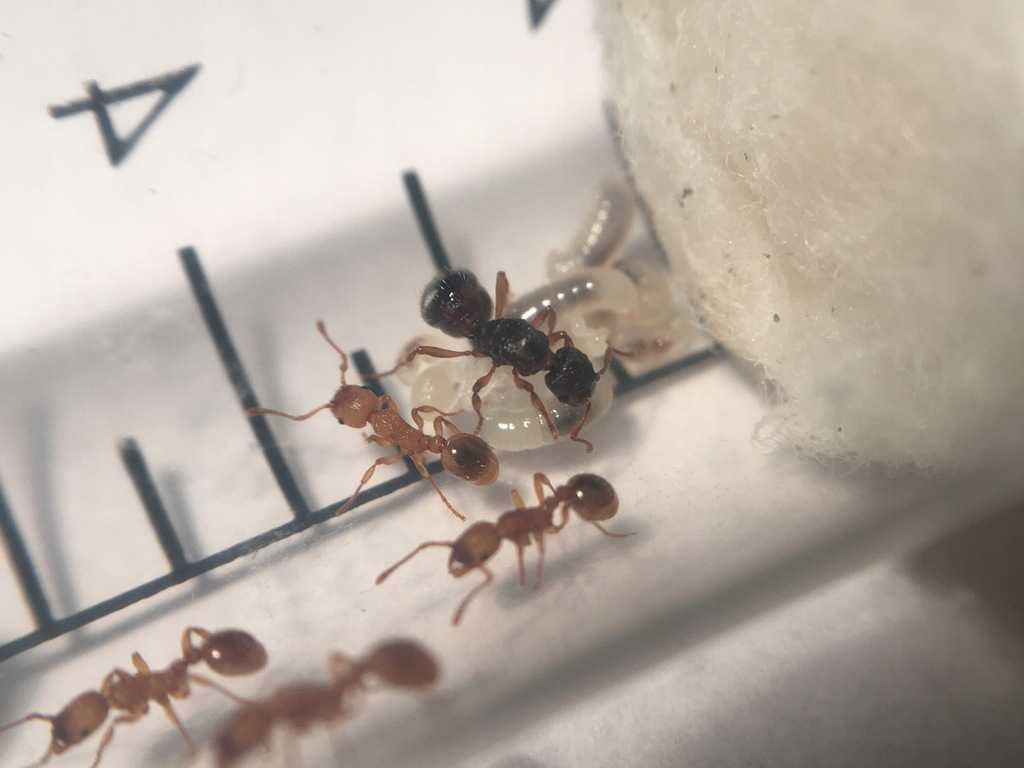Rezerwacje trwają: Mrówka Myrmica rubra | Mrówkownia