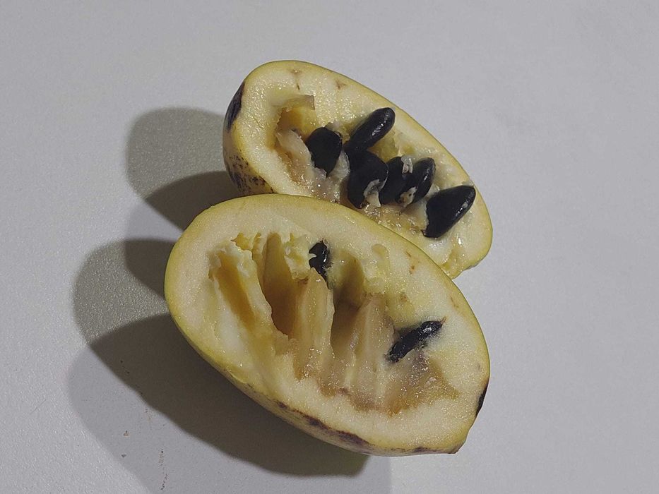 Paw paw- Asimina Triloba