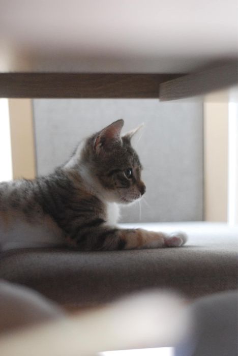 Delikatna, piękna, mądra. Kocia dziewczynka do adopcji