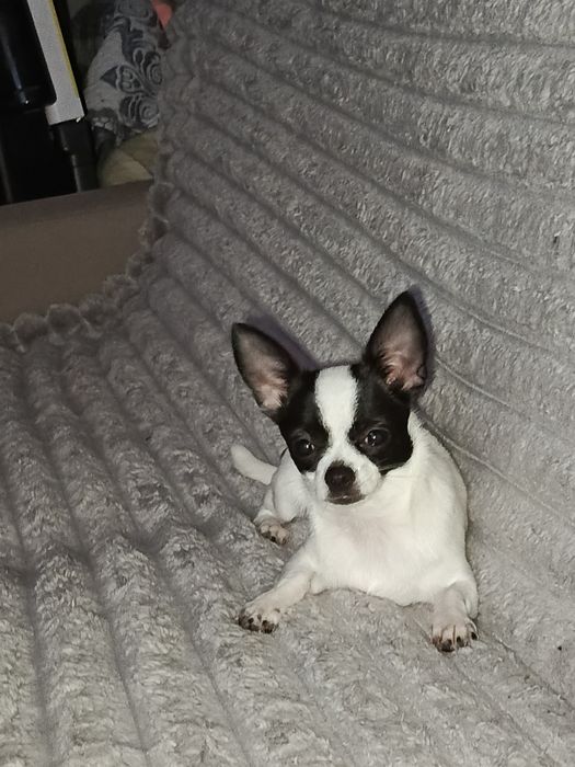 Продам щенка чихуахуа девочка мини