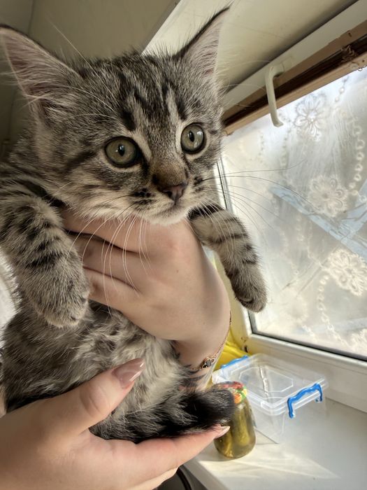 Продам котят Бенгалов