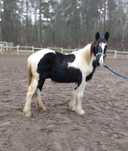 wałach Irish cob (Tinker) bardzo spokojny.
