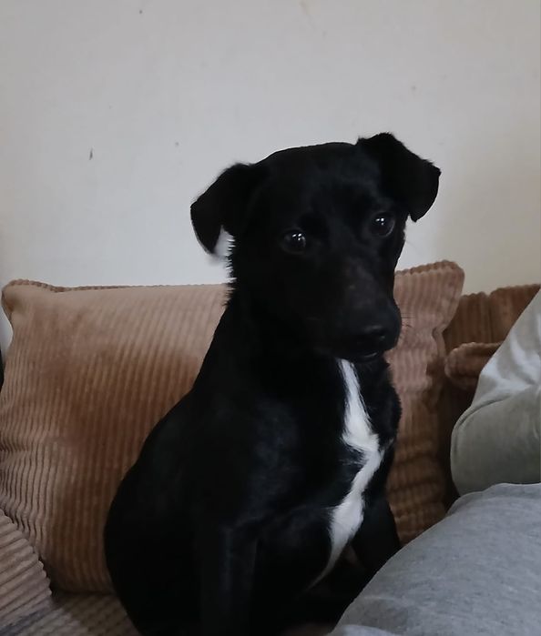 Smutne zycie Aronka może być szczęśliwe?