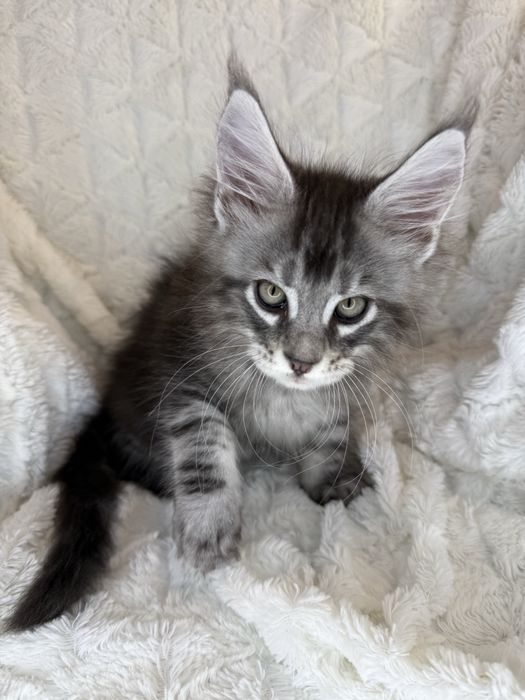 Kocurek Decoandcookoe *PL Maine Coon Felis/FiFe