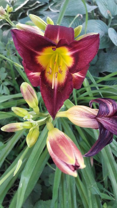 Продам садовые многолетние Лилейники, и другие растения