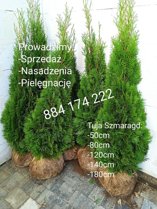 Tuja Thuja Szmaragd 50cm-180cm PREMIUM Sprzedaż, Nasadzenia, Transport