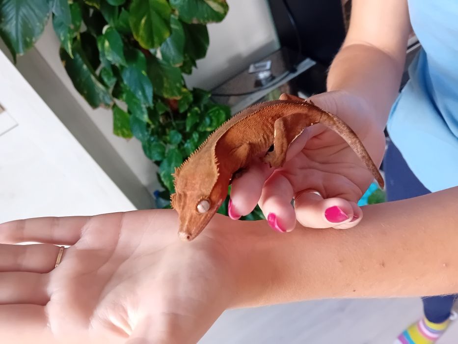 Gekon orzesiony samiczka RED