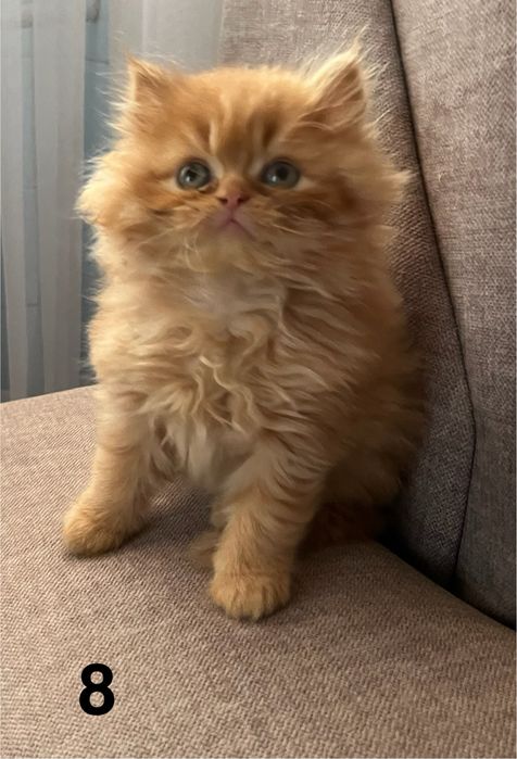 Rudo-biszkoptowa kotka perska