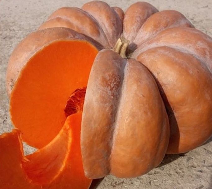 Гарбуз домашній україна