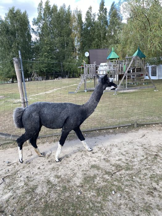 Samiec alpaki na sprzedaż