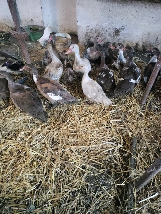 Kaczki kaczory piżmowe francuskie młode