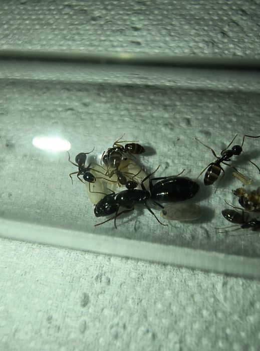 Mrówki camponotus fallax