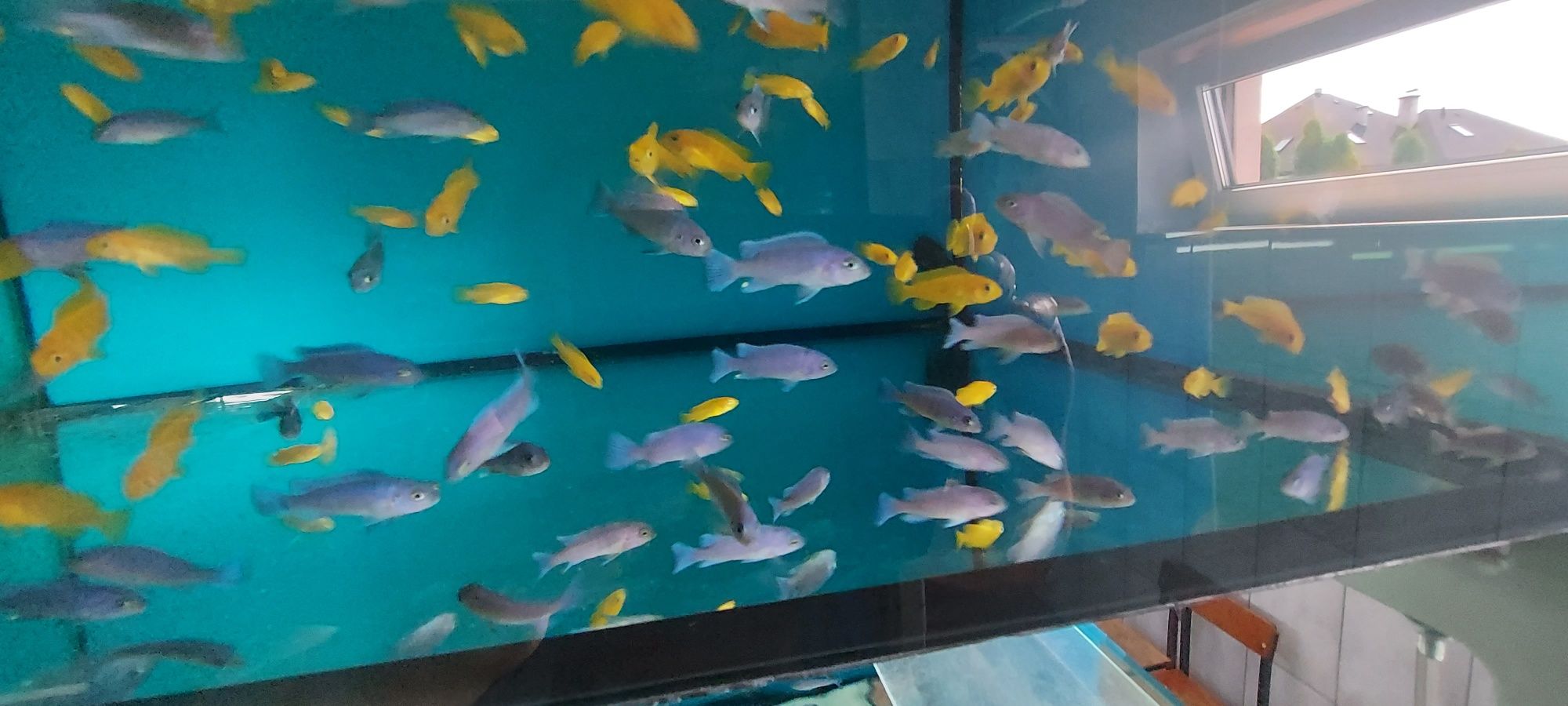 Pyszczaki Cynotilapia sp. Hara Gallireya Reef Tanganika Malawi