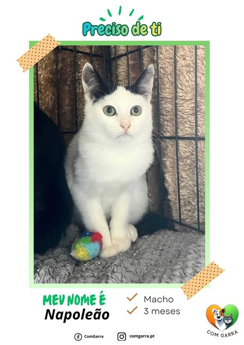 Gatinhos bebés à procura de uma família