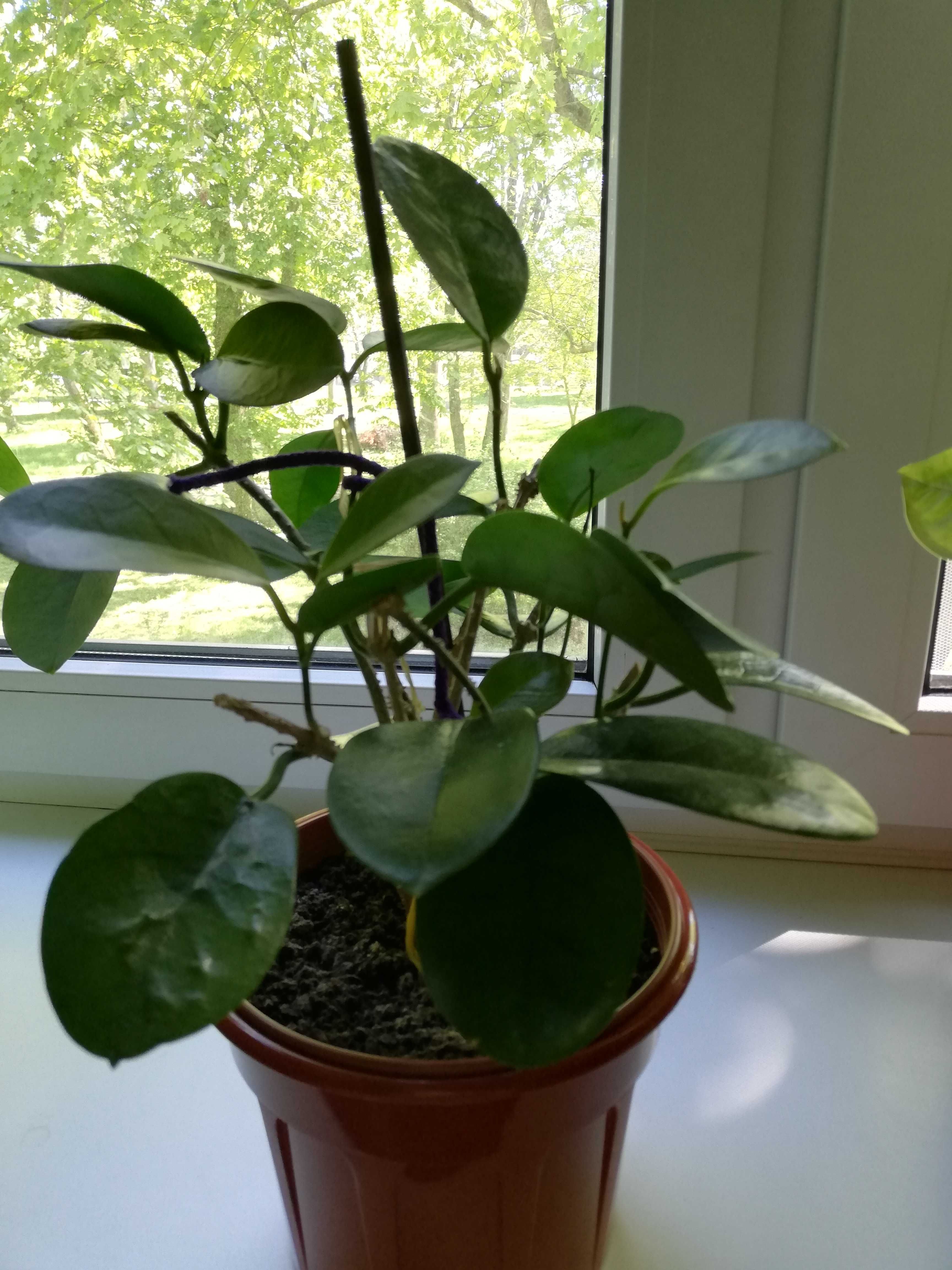 Hoya Australis roślina pnąca ukorzeniona hoja hoia kwitnąca