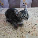 Gatinhos para adopção