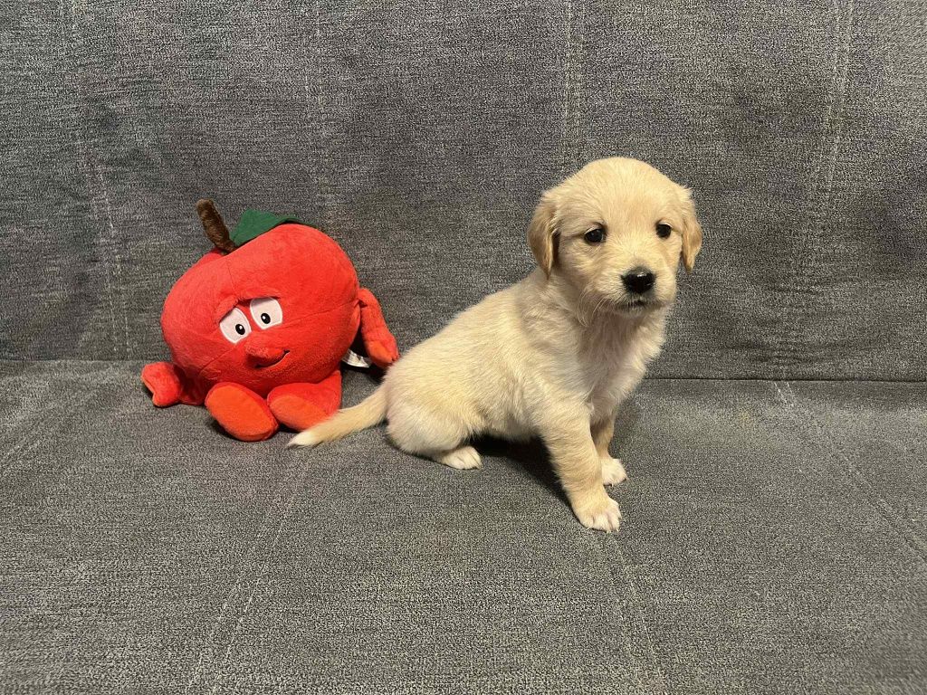 Już do odbioru. Edith suczka Golden Retriever.