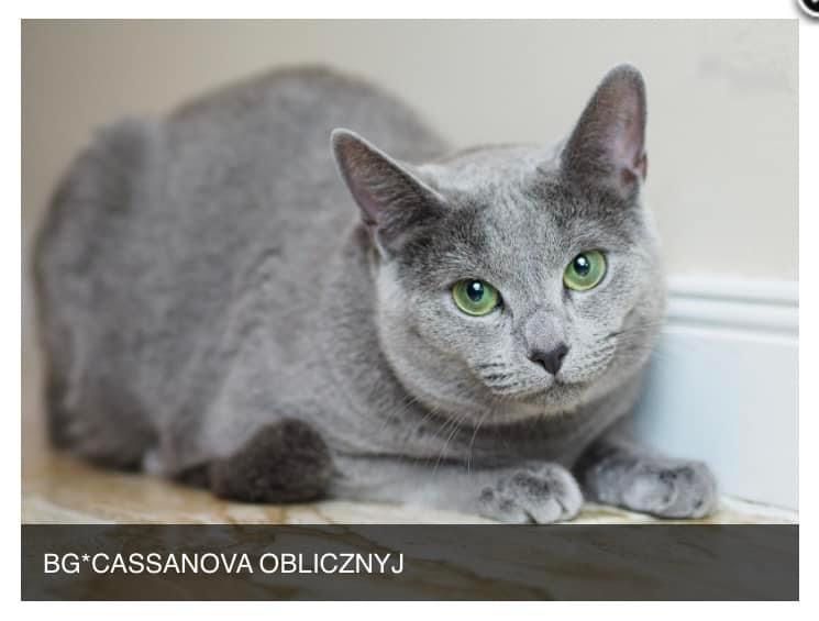 Kocięta Rrosyjskie Niebieskie WCF