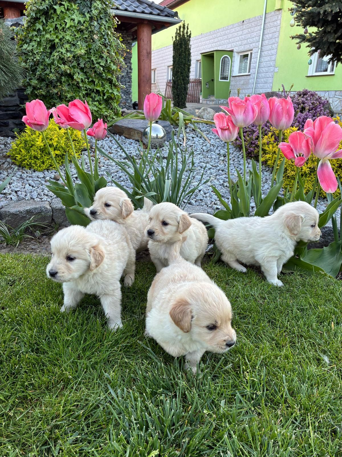 Golden Retriever śliczny piesek