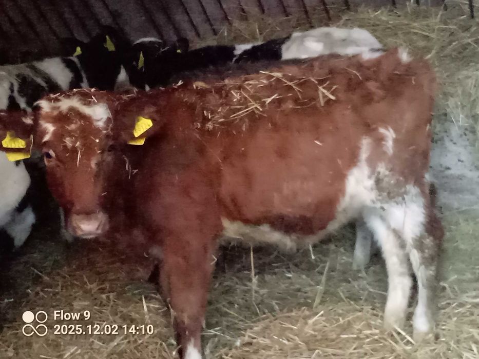 Sprzedam 2 jałoszki i 3 byczki