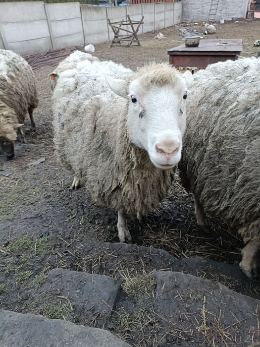 Sprzedam owce 13 szt możliwy dowóz do 80 km