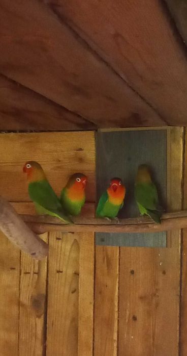 Sprzedam Młode Nierozłączki 2025