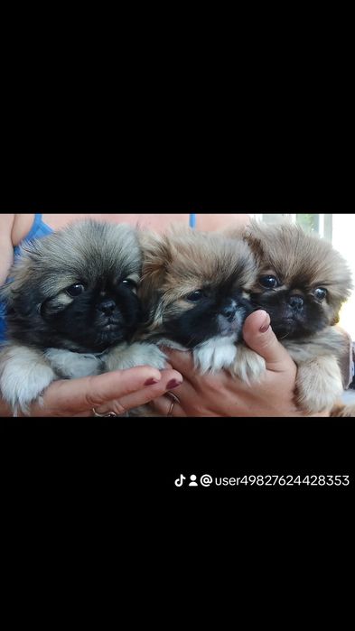 Продам королівських пекінесів