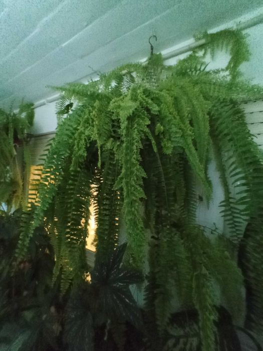 Vende-se Fetos Reais