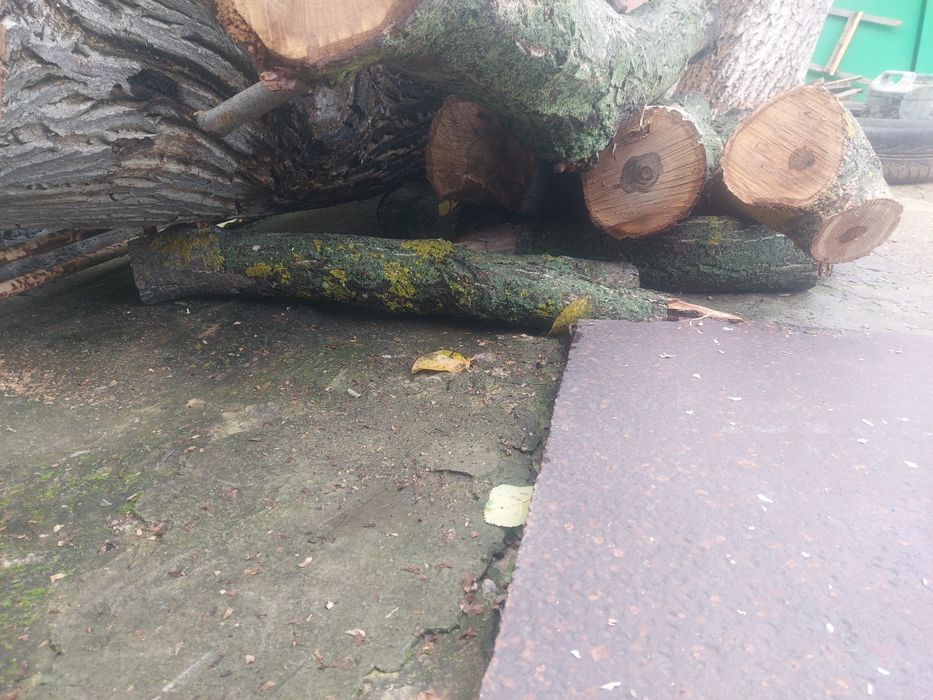 Стовбур горіха 8 шт діамтр різний самовивіз