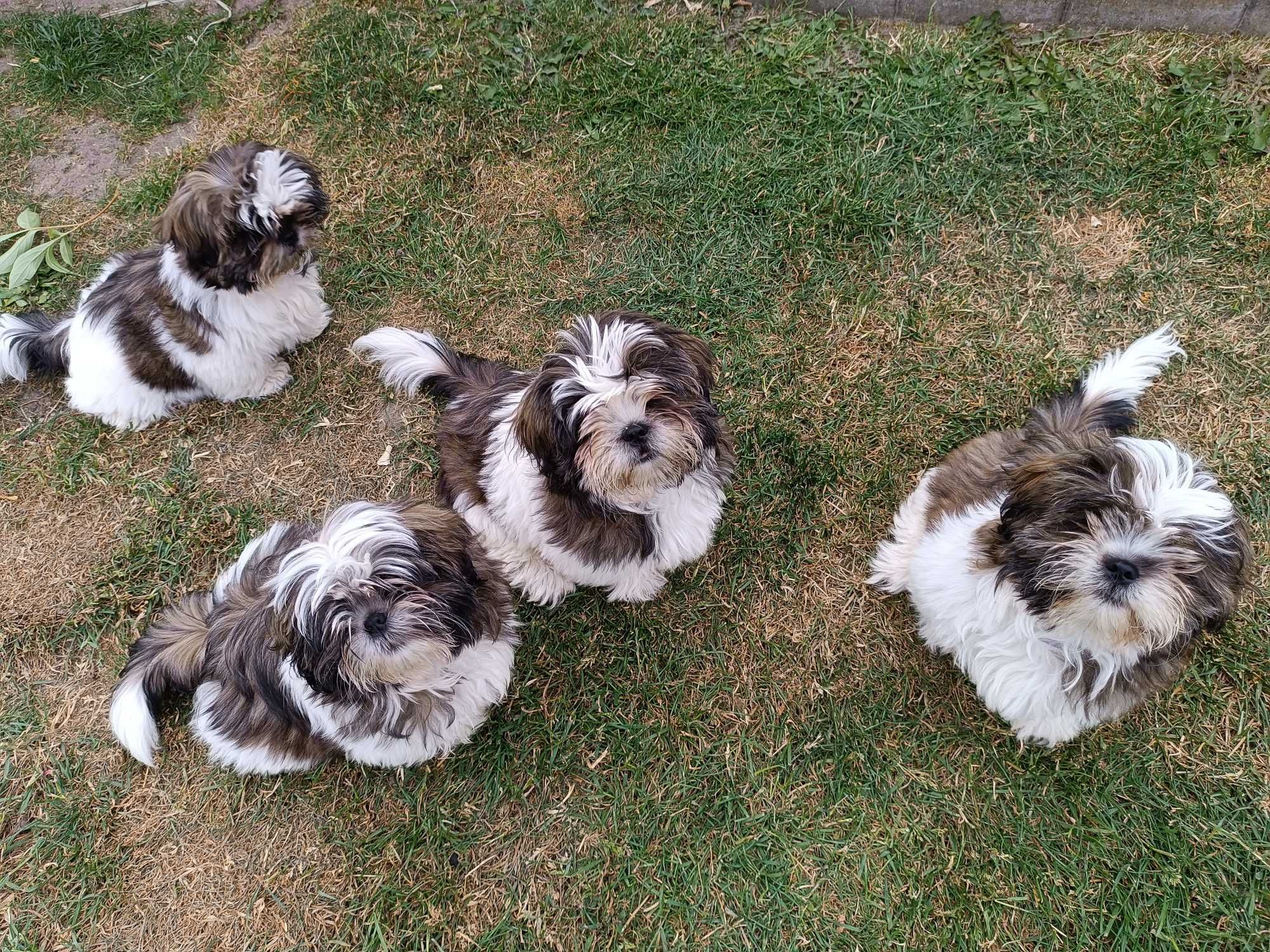 Szczeniak  shih tzu