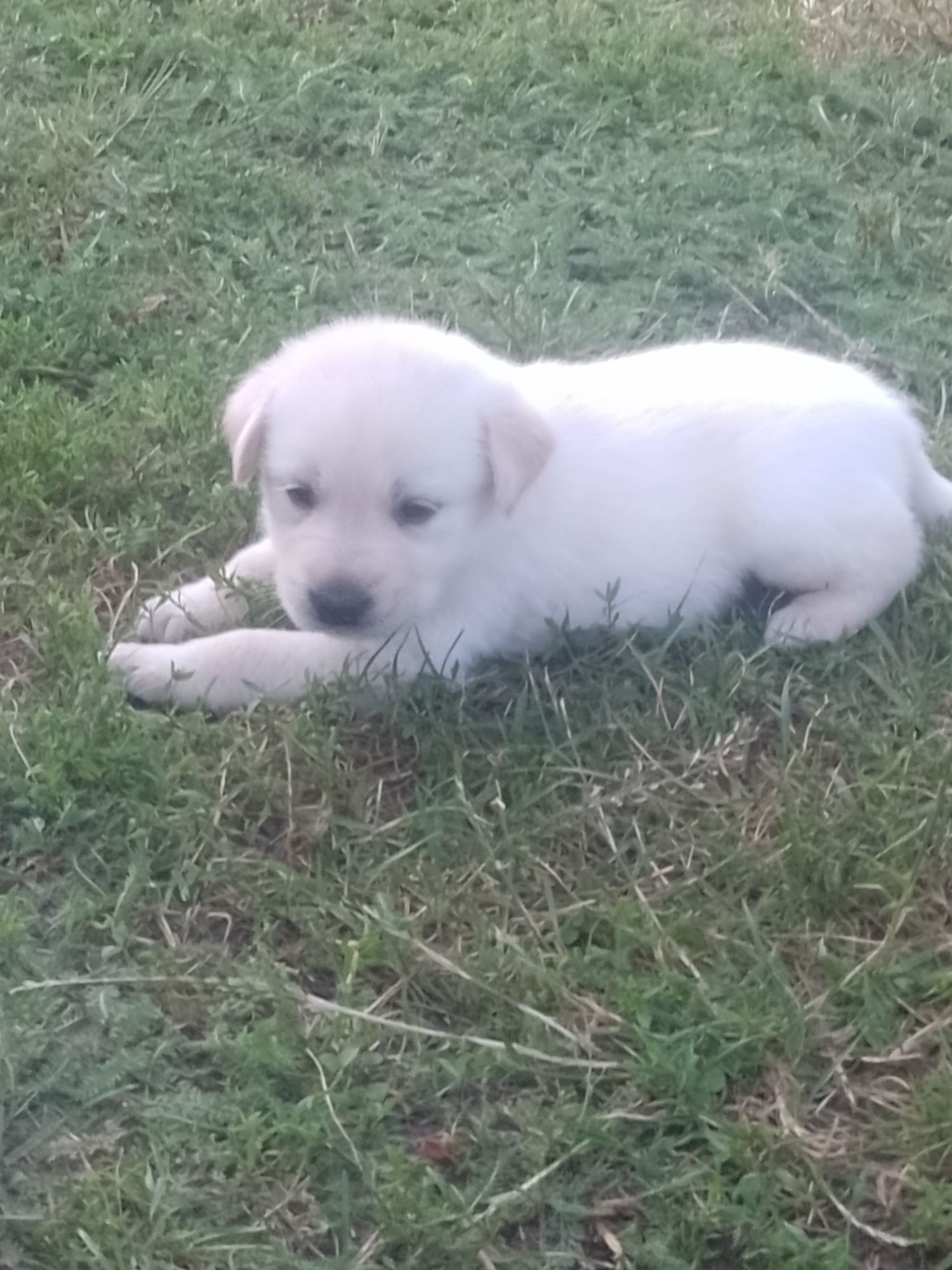 Labrador retriever biszkopty